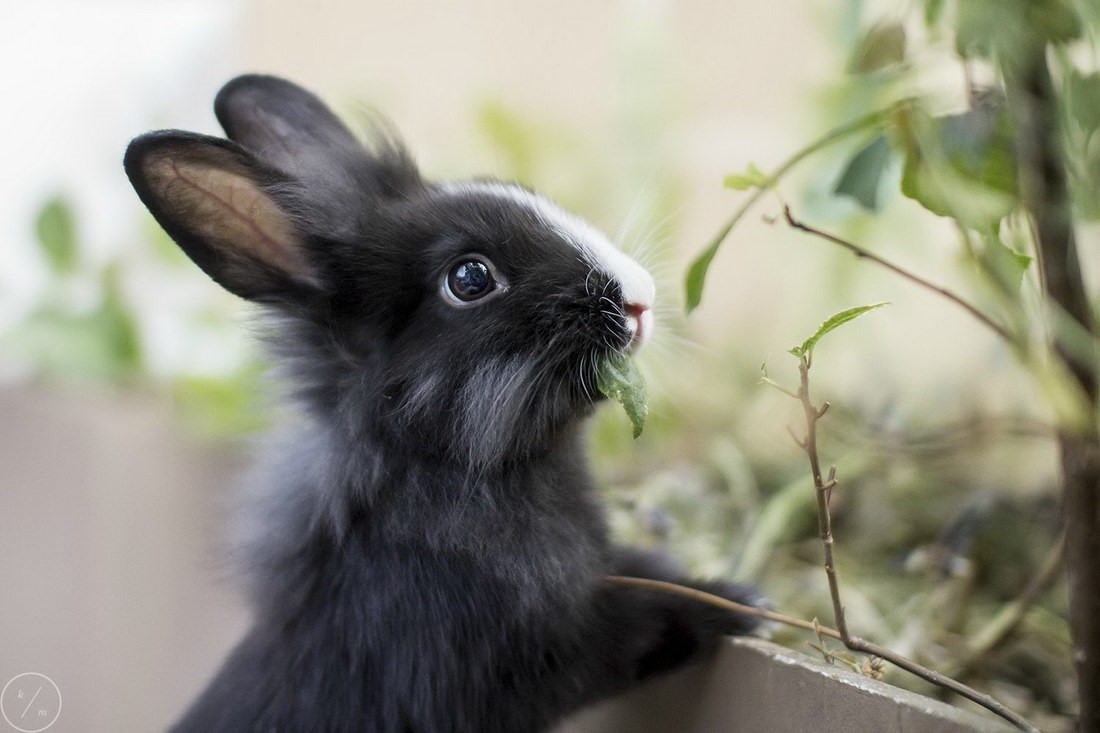 кролик заяц